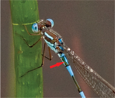 Austrolestes leda